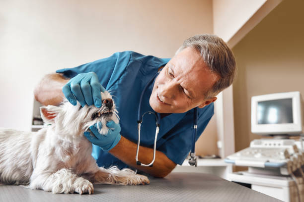 Best Emergency Broken Tooth Repair in Gloucester, MA